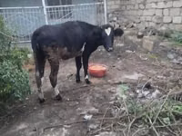 公牛, Cattle — 照片 1