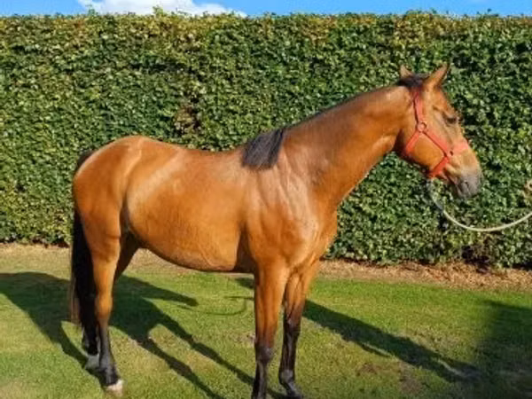 Caballo, Caballos