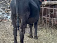Bulle, Aberdeen-Angus — Foto 1