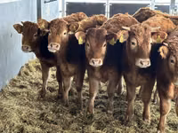मवेशी (लॉट, लिंग निर्दिष्ट नहीं), Simmental cattle — फ़ोटो 3