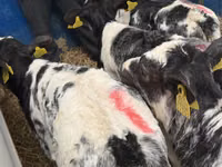 मवेशी (लॉट, लिंग निर्दिष्ट नहीं), Simmental cattle — फ़ोटो 6