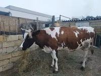 गाय, Simmental cattle — फ़ोटो 2