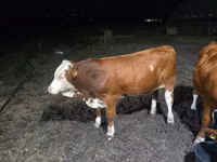公牛, Swiss cattle — 照片 1