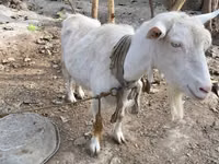 母山羊, Fergana goat — 照片 1