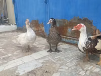 Ducks — 1 зураг