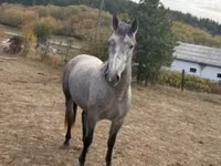 Caballo, Caballos — foto 2