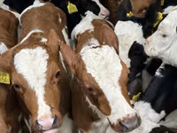 أبقار (دفعة، الجنس غير محدد), Simmental cattle — الصورة 2