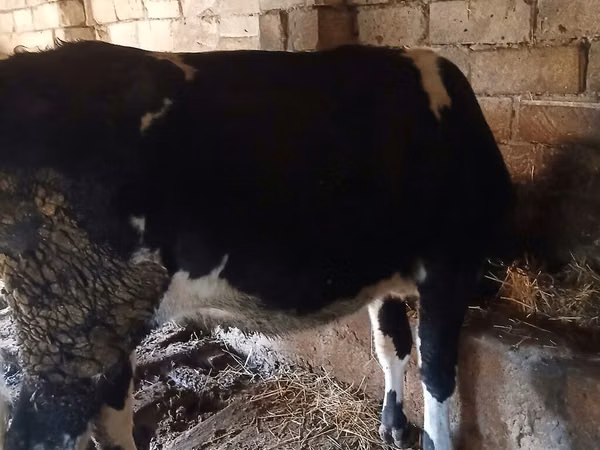 Vaca, Yak salvaje