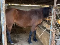 घोड़ा, Tatar horse — फ़ोटो 1
