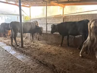 母牛, Swiss cattle — 照片 5