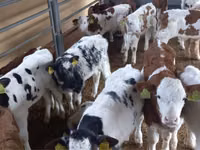 公牛, Simmental cattle — 照片 1