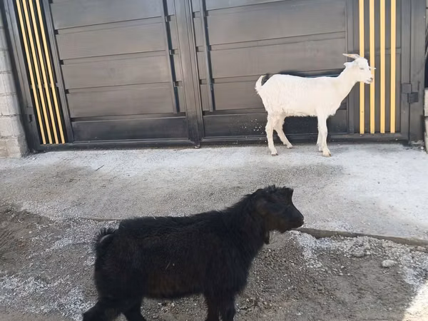 Cabro, Cabras
