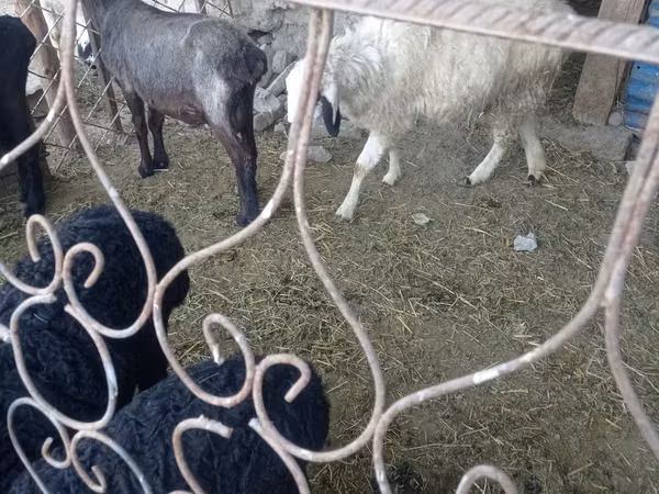 Хонь, Хонь