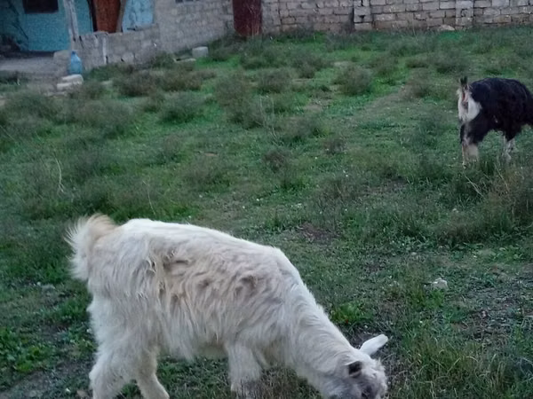 公山羊, Alpine goat