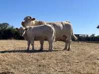 Bull, Cast cow — photo 1
