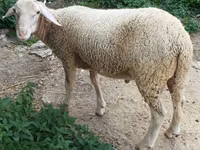Хуц, Luzein sheep — 1 зураг