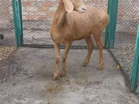 Хонь, Arashan sheep — 3 зураг