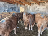 Toro, Simmental cattle — foto 4