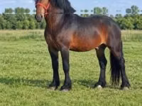 Horse (M), Hungarian horse breed — photo 4
