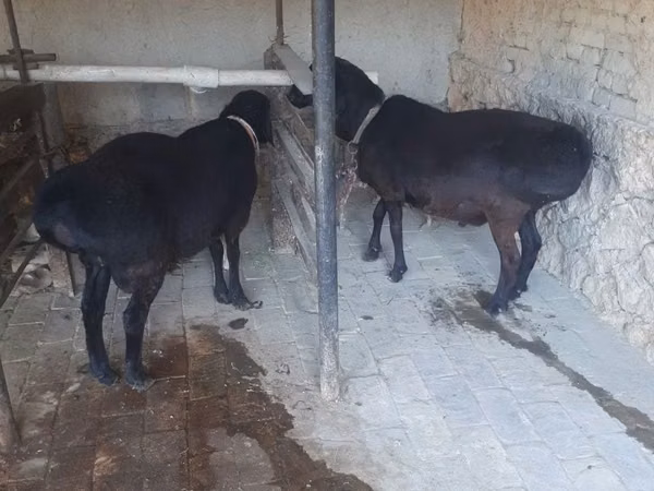 كبش, الأغنام