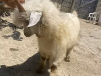 母山羊, Angora goats — 照片 4