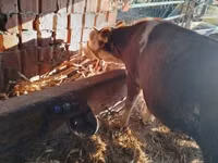 公牛, Simmental cattle — 照片 3