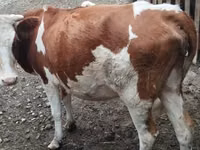 गाय, Simmental cattle — फ़ोटो 1