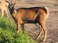 Ямаа, Alpine goat — 6 зураг