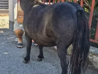 घोड़ी, American shetland pony — फ़ोटो 3