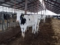 Cow, Yaroslavl cattle — photo 2