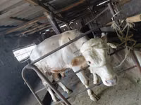 公牛, Red Polled Cow — 照片 7