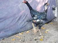 Malay Game — photo 3