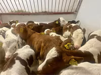 Cattle (batch, sex not specified), Simmental cattle — photo 3