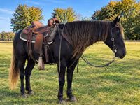 Mare, Rocky Mountain Horse — photo 3