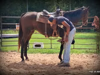 घोड़ी, Quarter Horse — फ़ोटो 5