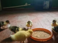 Ducks — photo 4