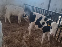 Bull, Russian Black pied cattle — photo 5
