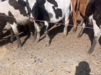 Бух, Russian Black pied cattle — 3 зураг