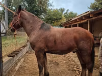 Horses (batch, sex not specified), Horses — photo 4