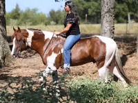 Horse (M), American paint horse — photo 2