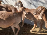 Carnero, Arashan sheep — foto 4
