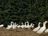 लिंडा — फ़ोटो 1