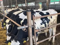Kuh, Holstein-Rasse — Foto 1