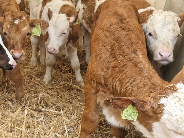 Cattle (batch, sex not specified), Simmental cattle
