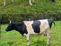 Үнээ, Simmental cattle — 3 зураг