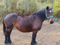 Mare, Horses — photo 2