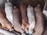 Boar, Pigs — photo 5