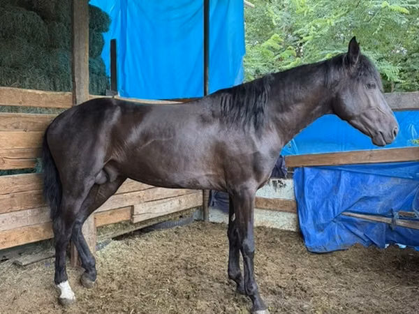 Адуу, French Trotter