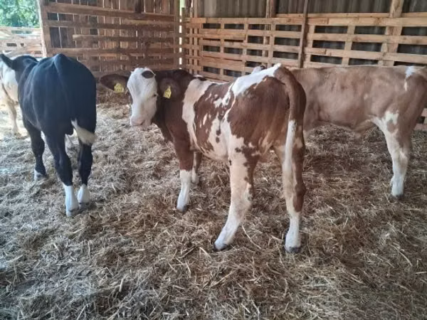 Бух, Simmental cattle