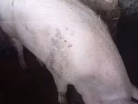 Eber, Schweine — Foto 4